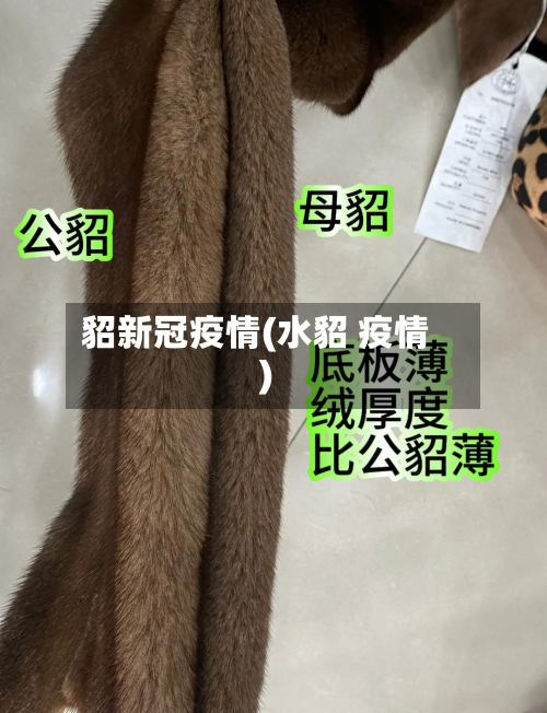 貂新冠疫情(水貂 疫情)-第2张图片