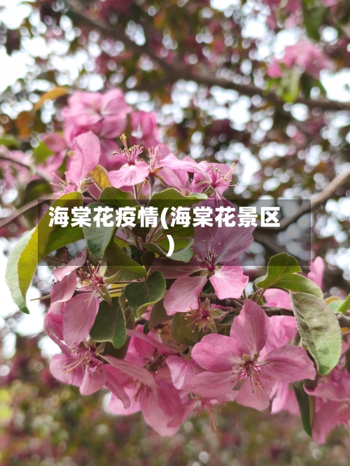 海棠花疫情(海棠花景区)-第1张图片